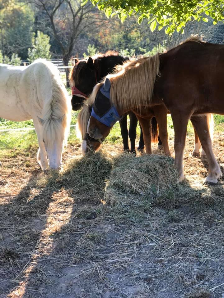 Gestüt Erlenhof Das Gestüt